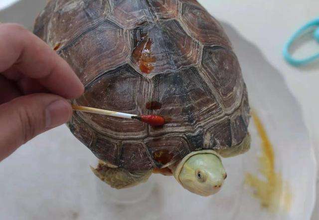 「纯干货」水龟常见疾病治疗方法，赶紧收藏