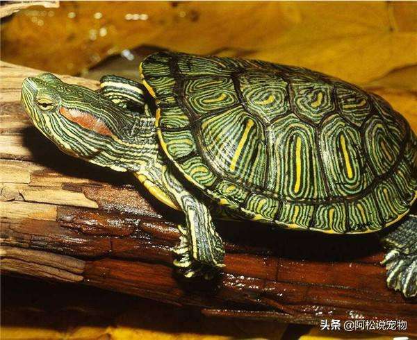分享自己养巴西龟的经验总结，希望对喜欢巴西龟的朋友有帮助