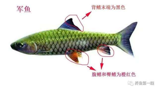 认识相似的刺鲃鱼：青波鱼和军鱼(光倒刺鲃)、青竹鱼(倒刺鲃)