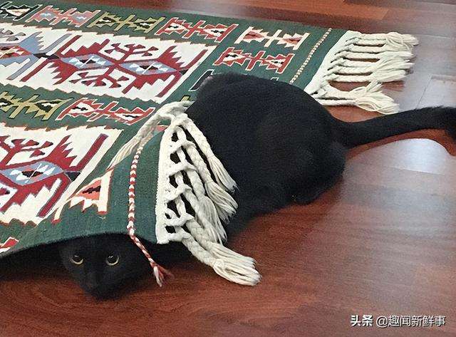 外国网友晒出42张与宠物躲猫猫的照片，画面太搞笑了，全是笑点