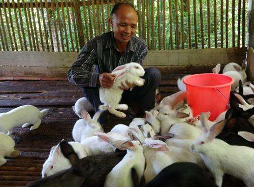有一种肉兔的市场需求大，而且行情好，农村养殖户的机会来了