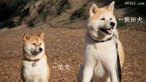 柴犬和秋田犬的区别是什么，柴犬和秋田犬哪个贵