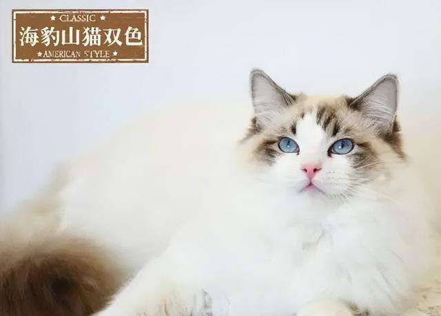 布偶猫种类有哪些，蓝双和海双有什么区别，哪个贵哪个好看？