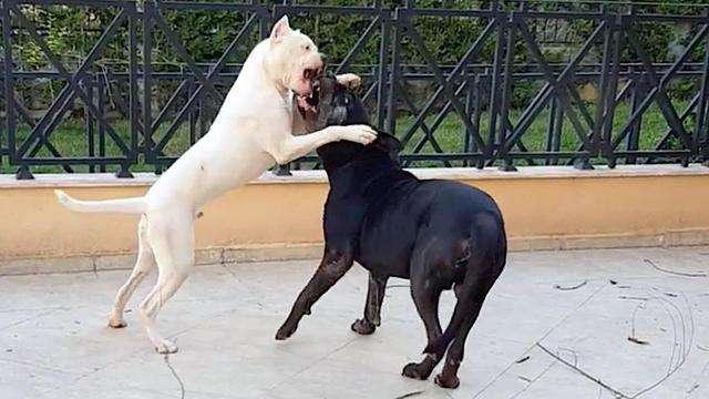 卡罗斯vs杜高犬，如果这两种猛犬正面硬肛，谁会笑到最后？