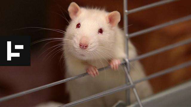 老鼠能活多久-老鼠在下水道里面能存活多长时间