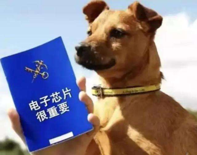 【动植物检疫】宠物入境指南