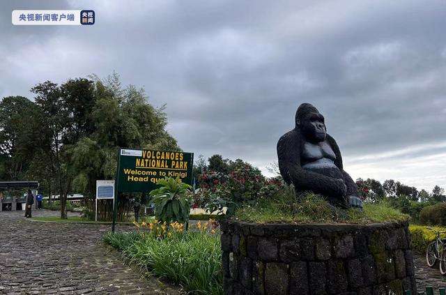 记者Vlog丨走进卢旺达火山国家公园 追踪山地大猩猩