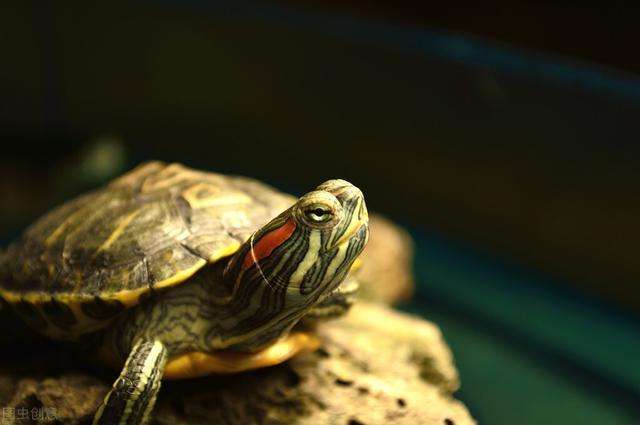 龟的寿命与生活环境、生理机能及生活习性有关，什么龟寿命最长