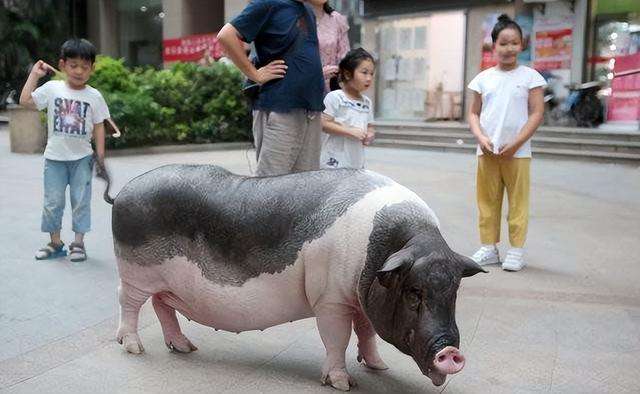 女子买宠物猪，帮其美甲好吃好喝伺候，5年后猪的体重过于真实了