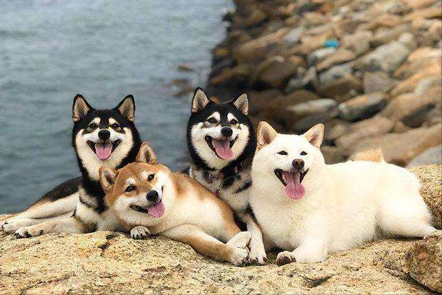 万万没想到，这6种热门狗狗，一只比一只难养