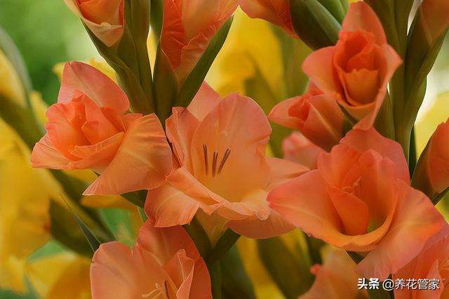 十种常见的兰花花语，你喜欢哪一种？