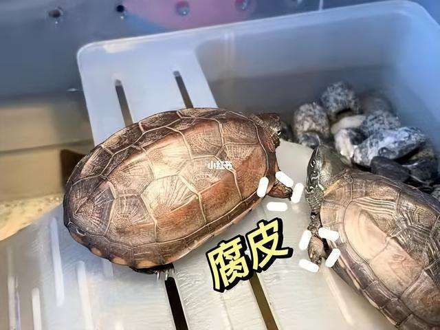 「纯干货」水龟常见疾病治疗方法，赶紧收藏
