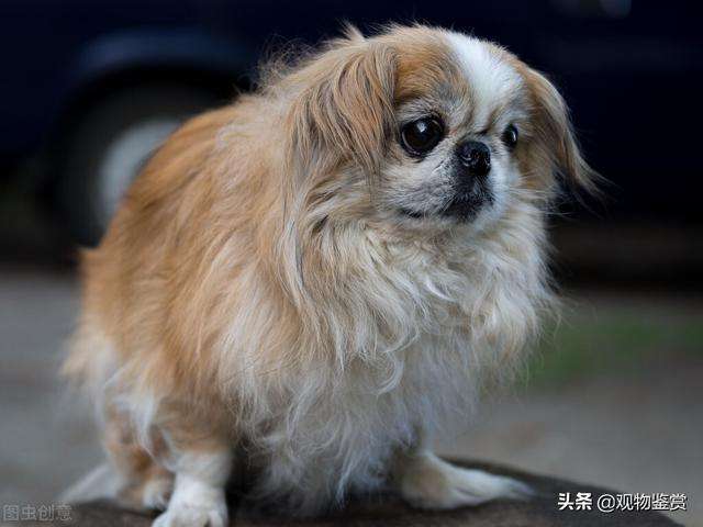中国本土犬种包括哪些？被禁养的中国名犬有哪些呢？