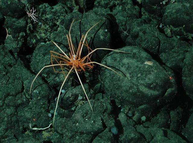 海蜘蛛用5亿年亲身证明了这一道理：“只要足够废物，就没天敌”