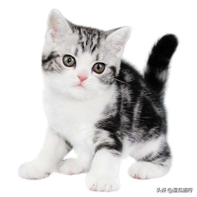 美国短毛猫丨银虎斑加白