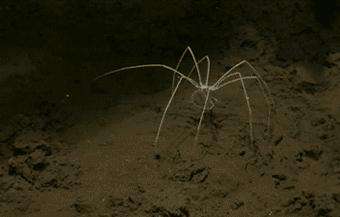 海蜘蛛用5亿年亲身证明了这一道理：“只要足够废物，就没天敌”