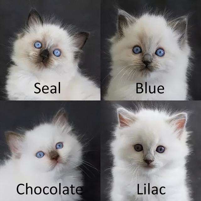 布偶猫种类有哪些，蓝双和海双有什么区别，哪个贵哪个好看？