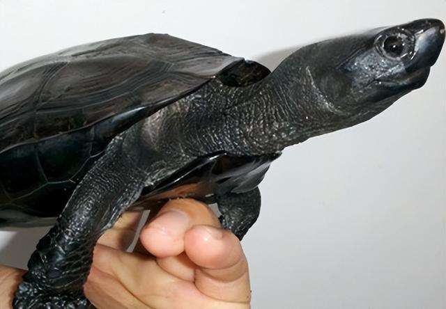 中华草龟想养黑怎么办？这篇文章给你答案