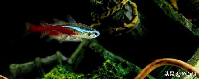 红绿灯鱼怎么分公母，一年繁殖几次