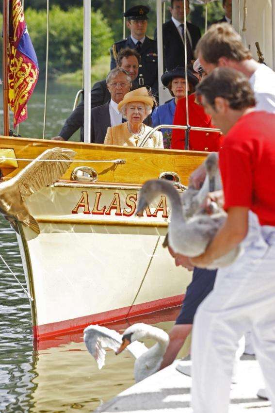 英国女王还有个专门的"数鹅官"？每年清点天鹅数量，简直热闹