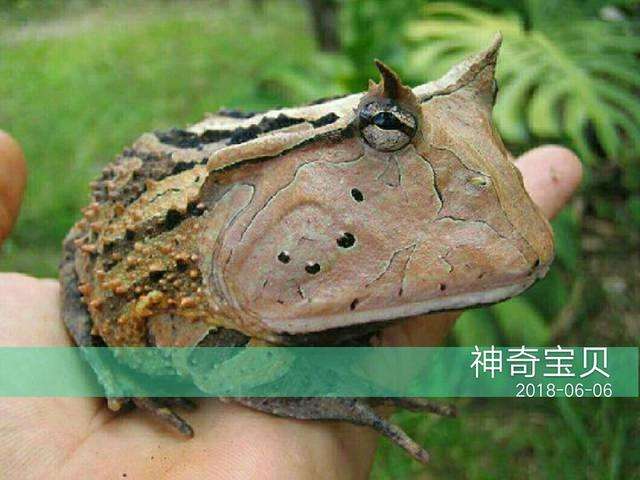 你知道角蛙这样养，会很容易死掉的么？