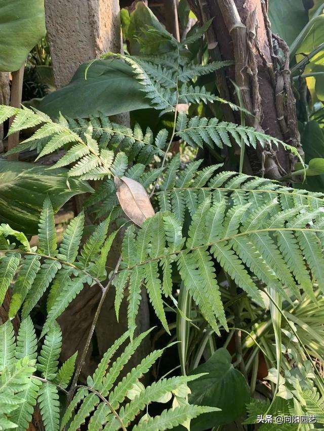 二级保护植物，“金毛狗蕨”，观赏性很高，据说广西遍地都是