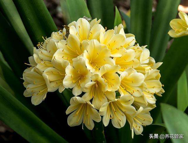 十种常见的兰花花语，你喜欢哪一种？