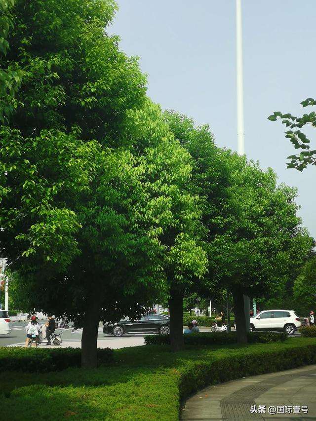 《临沂的香樟树是很独特的》引发南木北移和城市绿化树种问题热议