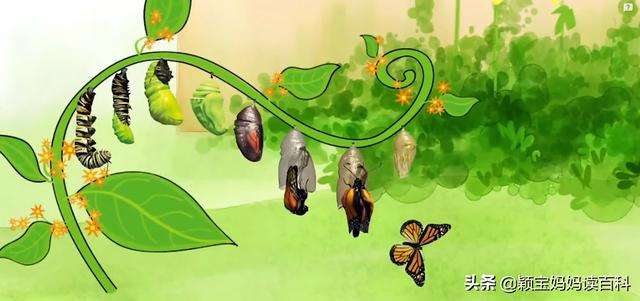 少儿百科科普：无脊椎动物、毛毛虫是怎么变成蝴蝶的