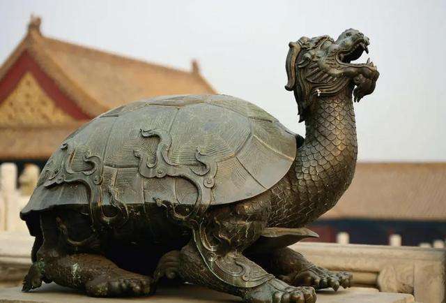 乌龟竟成为科学家们的噩梦？为何被称为，进化论的“终极BUG”