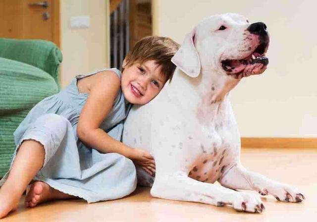 卡罗斯vs杜高犬，如果这两种猛犬正面硬肛，谁会笑到最后？