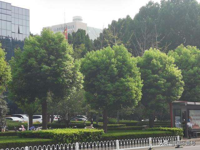 《临沂的香樟树是很独特的》引发南木北移和城市绿化树种问题热议