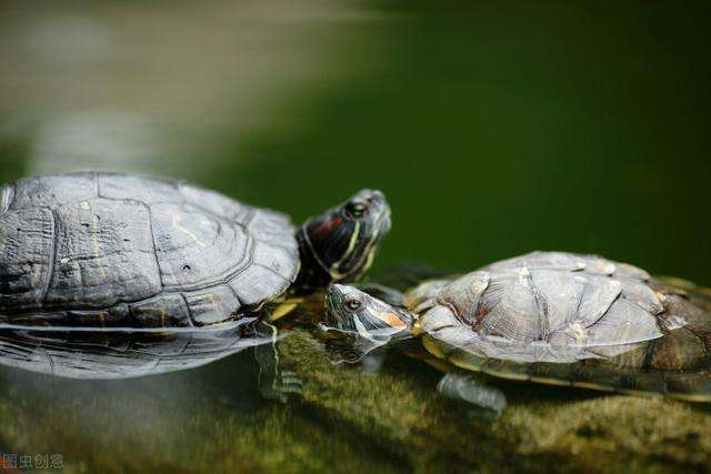 龟的寿命与生活环境、生理机能及生活习性有关，什么龟寿命最长