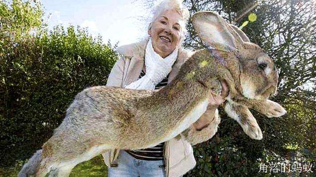 吉尼斯世界纪录中最大的兔子，体长1米3，1年能吃2000棵胡萝卜！