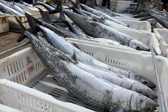 休渔期将至，这6种野生海鱼多囤点，较少养殖，错过得等4个月