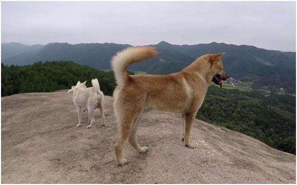 中华田园犬差点濒危，日本柴犬身价却达16万，为何相差如此巨大？