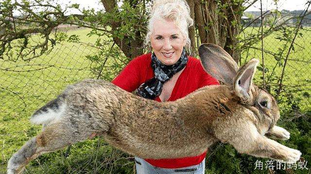 吉尼斯世界纪录中最大的兔子，体长1米3，1年能吃2000棵胡萝卜！