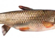 「鱼的分类」江鱼的种类名字大全