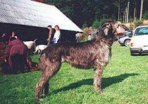 爱尔兰猎狼犬真正的巨犬 是世界上最高大的狗