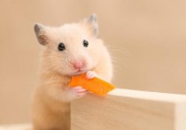 「仓鼠可以吃生菜吗」仓鼠吃蔬菜是要吃熟的还是生的