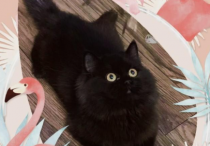 六只不同品种的黑色猫咪特征