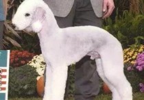 「贝灵顿梗犬」全球最顶级猎梗犬