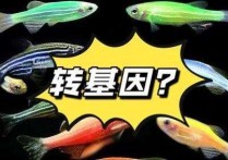 「荧光斑马鱼」绿翡翠斑马鱼怎么繁育