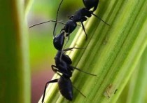 「蚂蚁的介绍」蚂蚁存在的历史