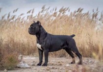 「纽波利顿犬」巨型犬品种大全