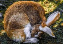 「兔子的习性」兔子一般几个月长成大兔子