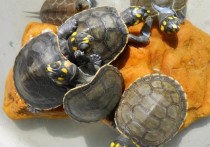 「黄头侧颈龟」黄头侧颈龟死亡的原因