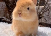 「侏儒海棠兔」侏儒兔一个月吃多少斤草