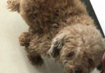 狗狗难产 主人用3针催产素把它送进了宠物医院抢救室