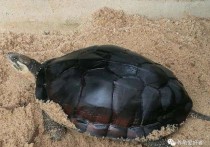 「巨型侧颈龟」红耳大龟图片